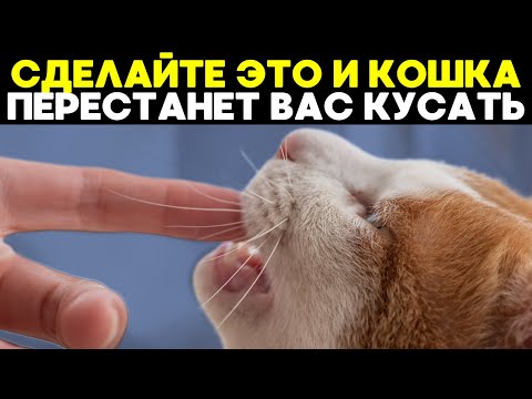 Видео: Если не можете отучить кошку кусаться — начните вот ЭТО!