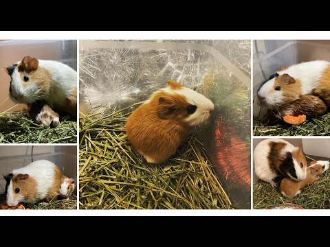 Видео: Pregnant guinea pig/Baby guinea pig/Guinea pig birth/Народження морської свинки