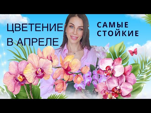 Видео: Орхидеи гиганты! Обзор цветения орхидей в апреле |4 K VIDEO| English subtitles |