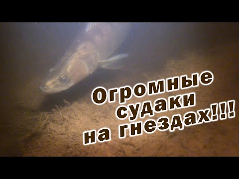 Видео: СТОЛЬКО СУДАКА Я ЕЩЁ НЕ ВИДЕЛ!!! ОГРОМНЫЕ ГНЁЗДА ТРОФЕЙНЫХ СУДАКОВ!!!