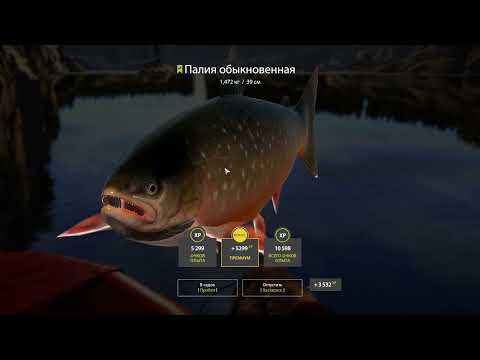 Видео: Russian Fishing 4 Палия + прилов. Ладожское озеро.