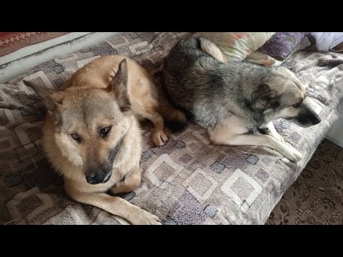 Видео: Боимся грозы и ездим за ягодами каждый день.