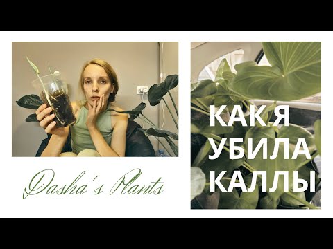 Видео: Как я убила каллы, а потом их спасла|Мошки|Черви|Гниющие клубни