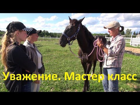 Видео: Молодая лошадь. Мастер класс в "бочке". Ответы на вопросы.