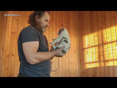 Видео: Сколько весят наши щенки алабая в три недели?