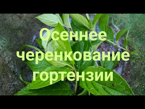 Видео: Черенкование гортензии сентябрь 2024