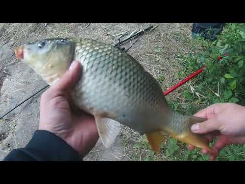 Видео: Ловля коропа на кормачки. Carpfishing.