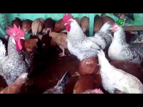 Видео: Обслуживание и запуск бактерий для подстилки | Отзыв Биолатик "Biolatic" №6