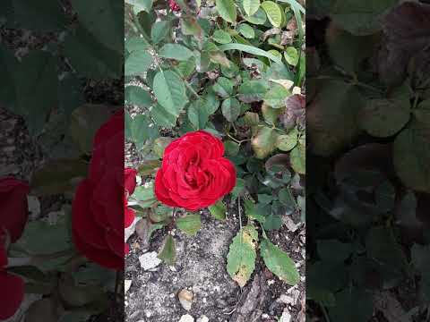 Видео: Мучнистая роса на розах поздней осенью. Питомник роз Полины Козловой, rozarium.biz