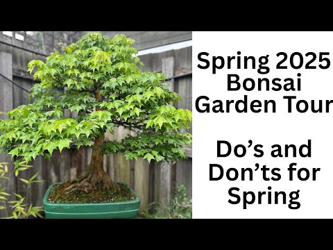 Видео: Экскурсия по саду бонсай | Весенние вакансии и советы 2025 🌸 | Что делать (и НЕ делать) весной! 🍁🌲
