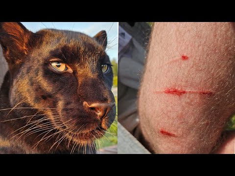 Видео: Будни с пантерой Луной🐾