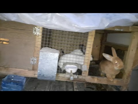 Видео: Қояндарға не жем беруге болады , қысқа азық дайындау !😊