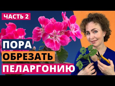 Видео: Черенкование Пеларгонии. Пеларгония уход и размножение.