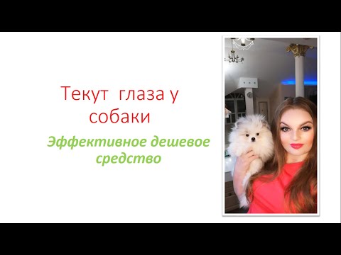 Видео: Текут глаза у собаки как вылечить дешёвое эффективное средство