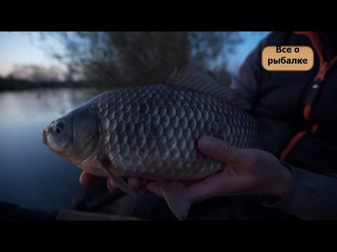 Видео: Фидерная ловля на опарыша и мотыля. Поймали ОГРОМНОГО КАРАСЯ