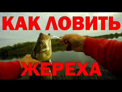 Видео: ЖЕРЕХ / КАК ЖЕ ЛОВИТЬ ЖЕРЕХА? #рыбалка #ловляжереха #жерех