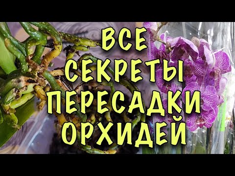 Видео: ВСЁ ПРОЩЕ ПРОСТОГО! Как пересаживать ОРХИДЕЮ ПОСЛЕ ПОКУПКИ! ГЛАВНОЕ это ГРУНТ и ГОРШОК!