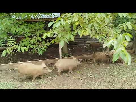 Видео: "Твій новий мангал – болгарська надійність на роки!"