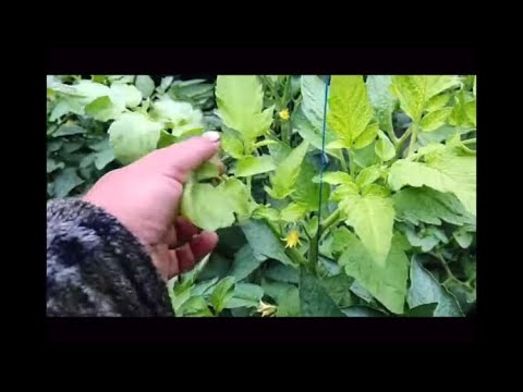 Видео: Даю железо но хлороз все больше - томат просит железо