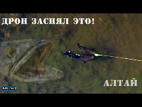 Видео: САМАЯ ЗРЕЛИЩНАЯ РЫБАЛКА! Алтай! Поклёвки с ДРОНА! Ловля ЗМЕЕГОЛОВА. Fisherman mixEr миксЕР