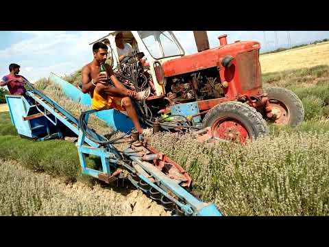 Видео: Лавандула Долна Махала