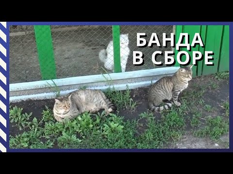 Видео: Съездили за кошками за 900 км/Победили траву на огороде/ #Переезд на Алтай#Переезд в деревню#