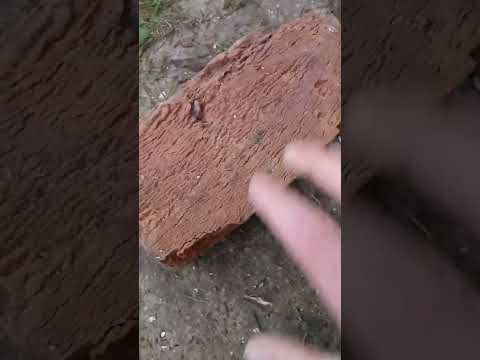 Видео: Деус 2 прошивка 3.10