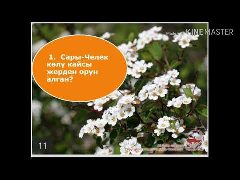 Видео: Текст менен иштөө (Сары Челек көлү). 9-класстар(орус) үчүн
