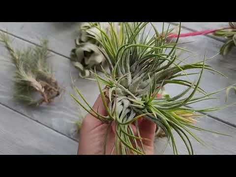 Видео: Размеры тилландсий. До какого размера вырастет ваша тилландсия.