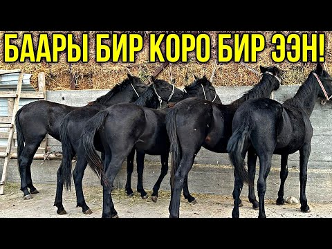 Видео: 5 БАШ 1,5 ЖАШ УРГААЧЫ ТАЙЛАР САТЫЛАТ 🔥 #байтв