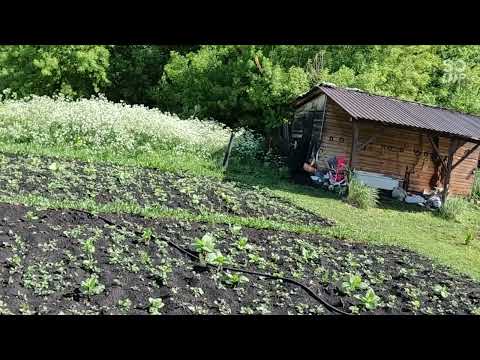 Видео: Как дела на даче.