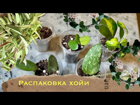 Видео: Распаковка 🎉 хойи , моя новая любовь 🥰 #зимнийсад #сортахой #распаковкапосылок