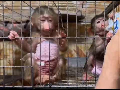 Видео: Тайгановские живодёры в действии!