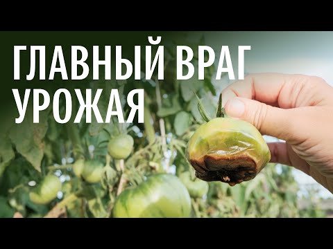 Видео: Псевдогрибы: милдью, фитофтора. Репортаж с огорода. Михаил Вишневский