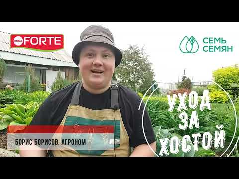 Видео: ПОДКОРМИТЕ ЭТИМ ХОСТЫ, чтобы кусты были пышные! Уход за хостой, Защита хост от слизней.