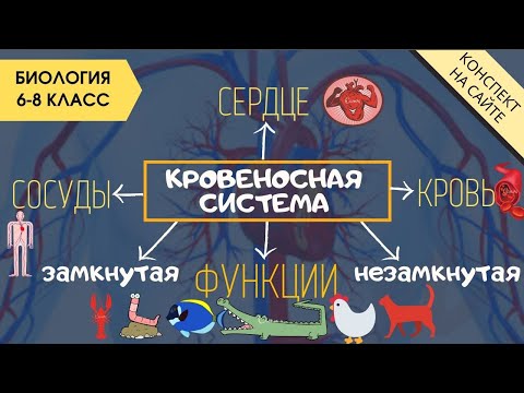 Видео: Кровеносная система человека, животных. Сердце. Круги кровообращения Функции крови