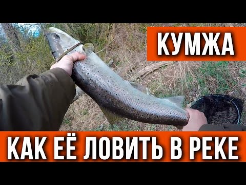 Видео: Кумжа и как ее ловить в реке.