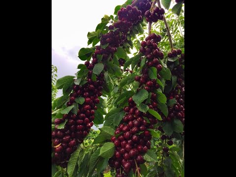 Видео: Черешня Сюбаровская, Гронкавая, Журба и другие хорошие сорта.
