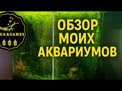 Видео: ОБЗОР моих аквариумов 22.10.25 #аквариумистика #aquarium #aquascape #fishtank #рыбкидляаквариума