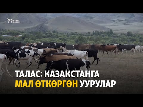 Видео: Талас: Казакстанга мал өткөргөн уурулар