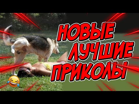 Видео: 😂Я РЖАЛ ДО СЛЕЗ | ПРИКОЛЫ ЗА ИЮНЬ | FUNNY MOMENTS 2023 | 13 МИНУТ СМЕХА! | #433