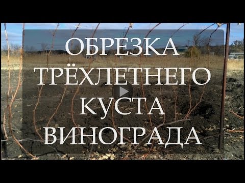 Видео: Обрезка трёхлетнего куста винограда