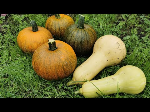 Видео: ПИКАНТНАЯ МАРИНОВАННАЯ ТЫКВА . ПРОСТОЙ РЕЦЕПТ .