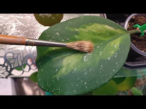 Видео: Цветочные художества 🖌🌱 #антистресс #цветочкинаработе