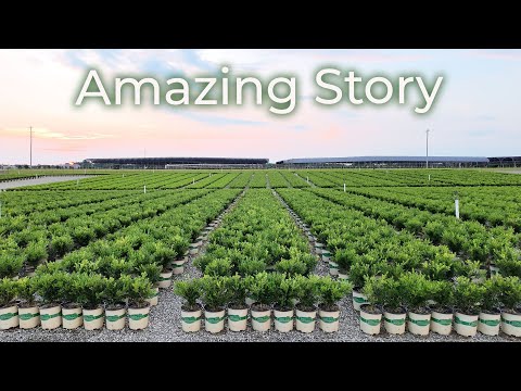 Видео: Выведение новых растений для решения проблем — Лучший самшит