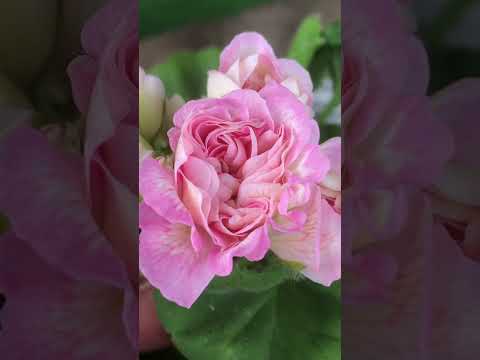 Видео: Пеларгонии переехали на улицу в кашпо . Казань 02.06.2024