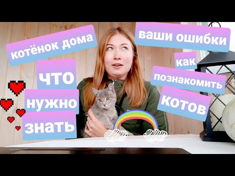 Видео: Как не совершить ошибку при появлении дома котёнка?! Жизнь с мейн-кунами