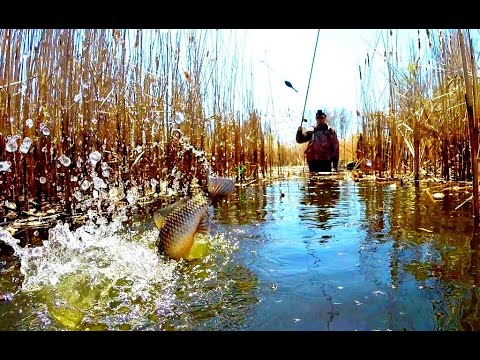 Видео: Караси-Монстры. Рыбалка Мечта. Ловля карася на поплавок..