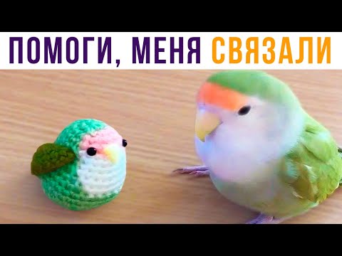 Видео: Меня СВЯЗАЛИ!))) Приколы | Мемозг 624