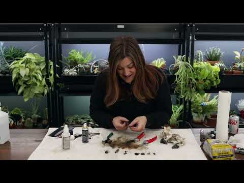 Видео: Чистка и заточка секаторов Felco! ✂️🧼❤️ // Garden Answer